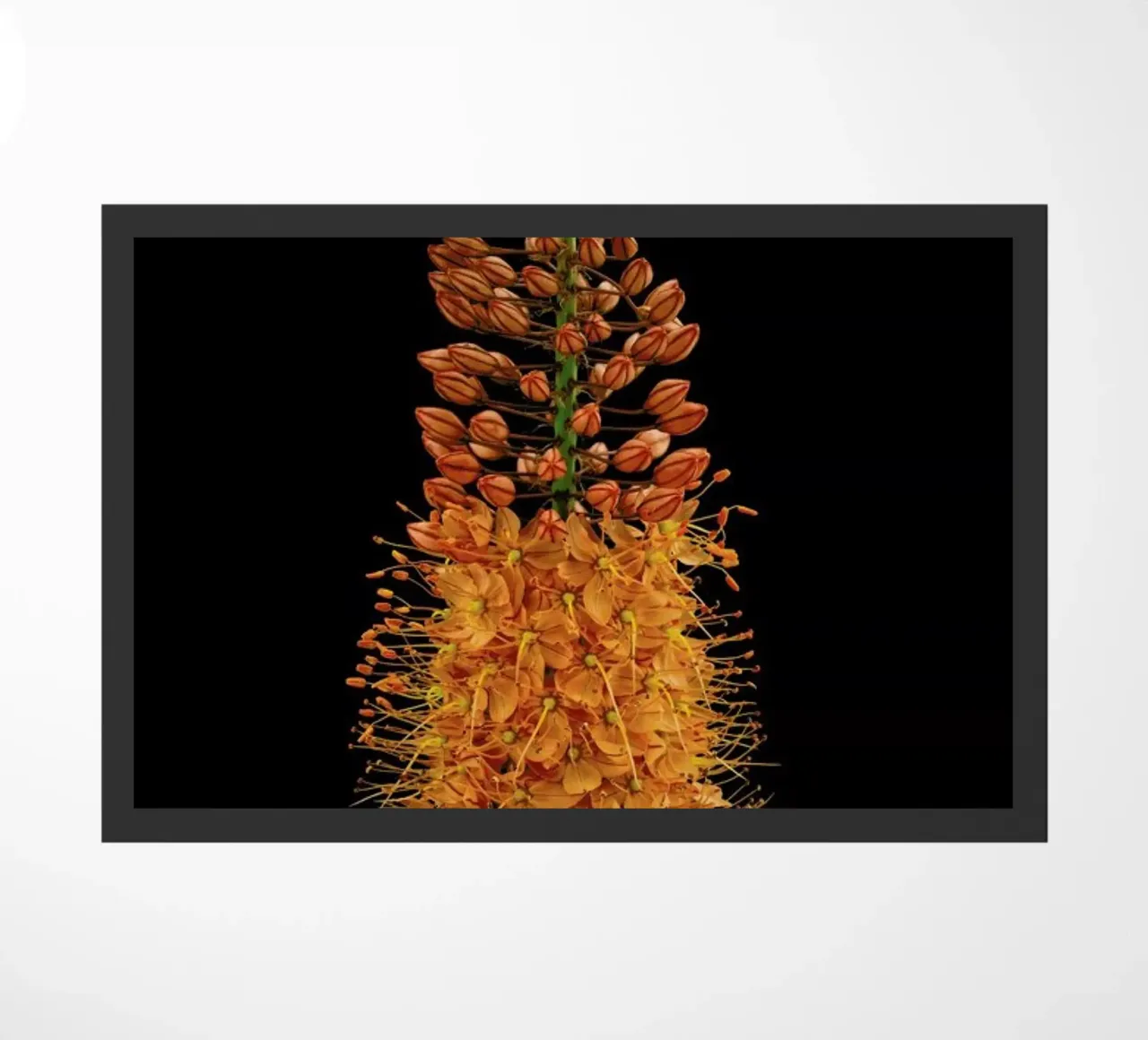 Flower zerbino da Curious Collections by Marielle Leenders