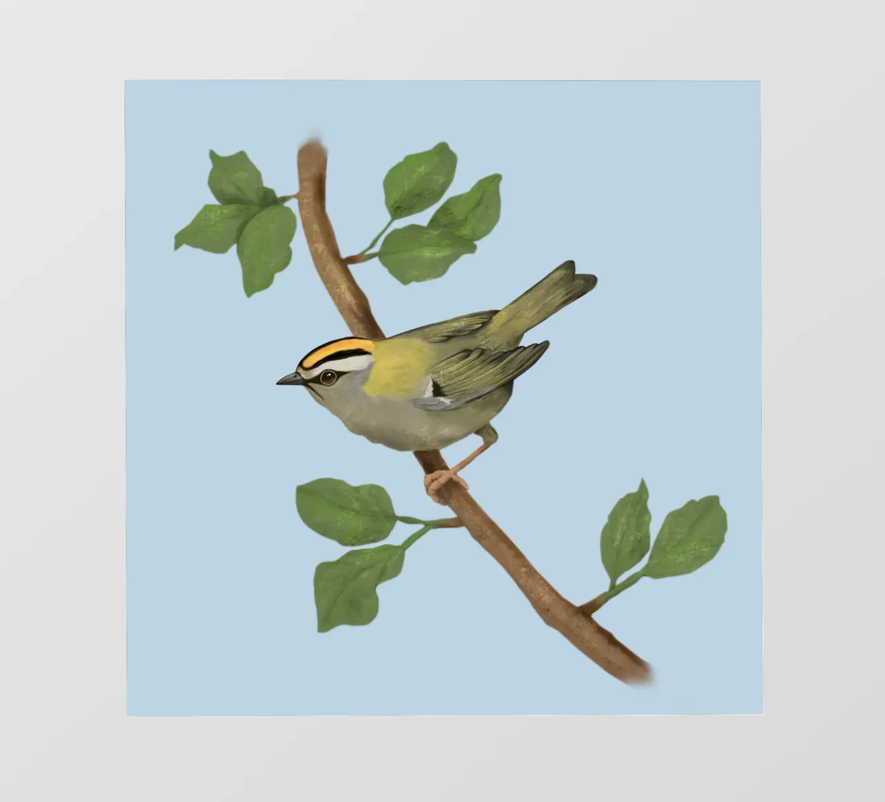 Disegno digitale di firecrest comune pellicola backlit da BwiseLizzy