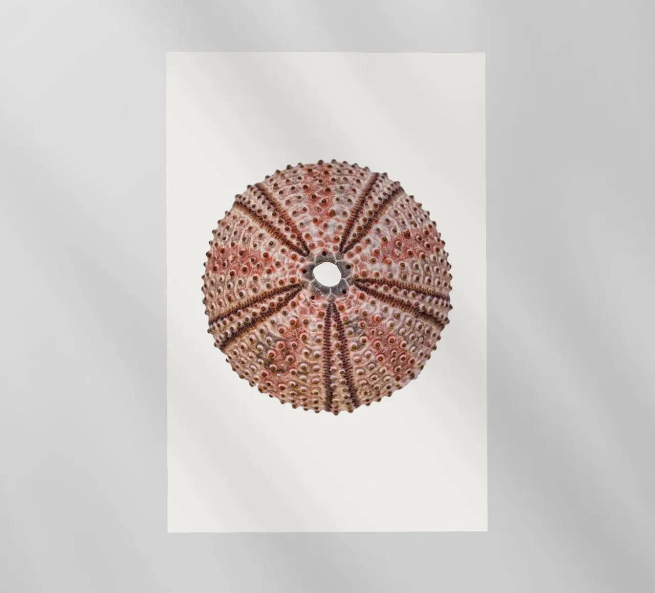 Scheletro di riccio di mare pellicola backlit da Curious Collections by Marielle Leenders