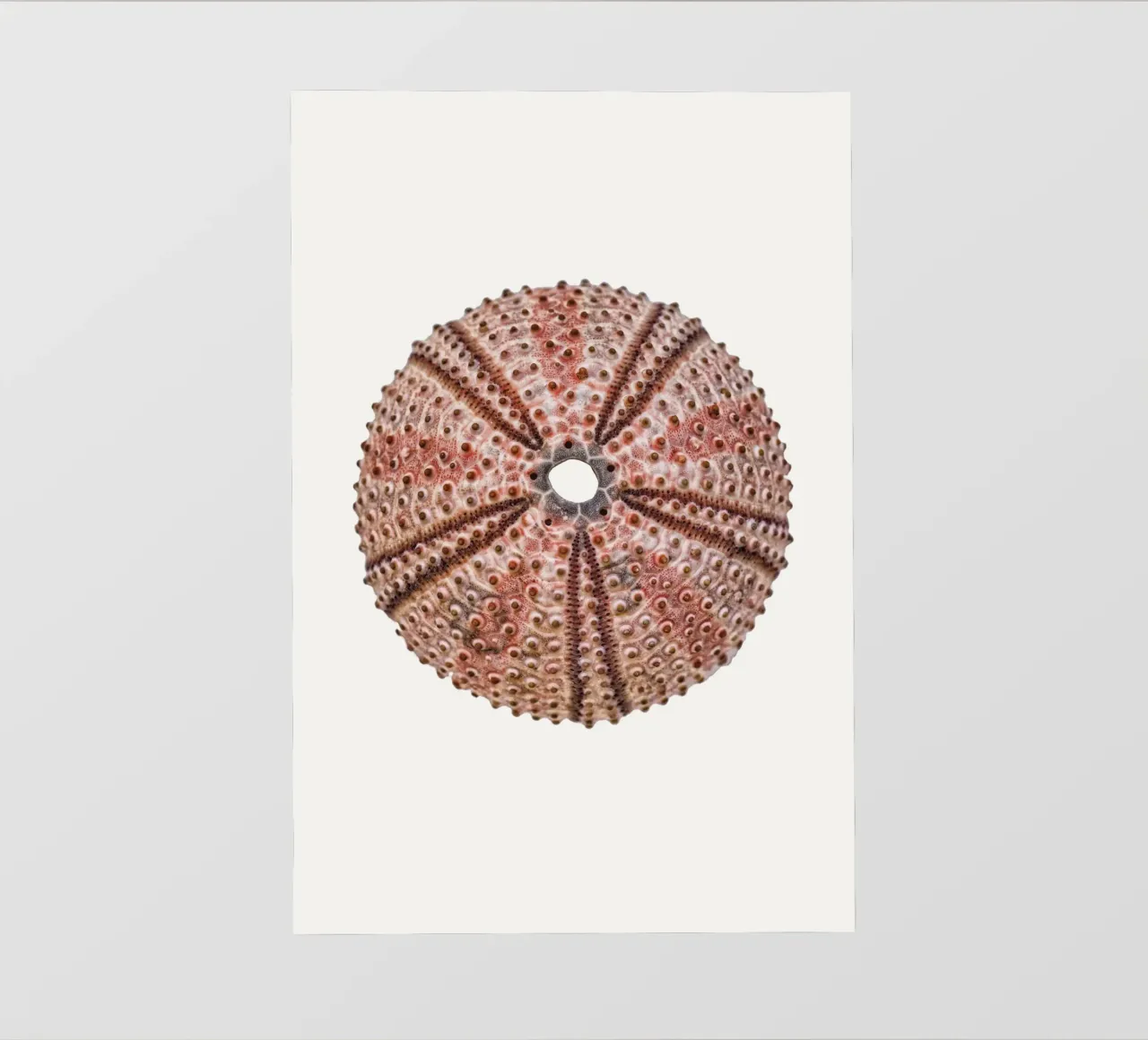 Scheletro di riccio di mare pellicola backlit da Curious Collections by Marielle Leenders