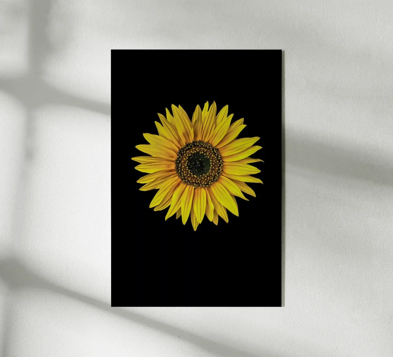 Sunflower plexiglass da Curious Collections by Marielle Leenders