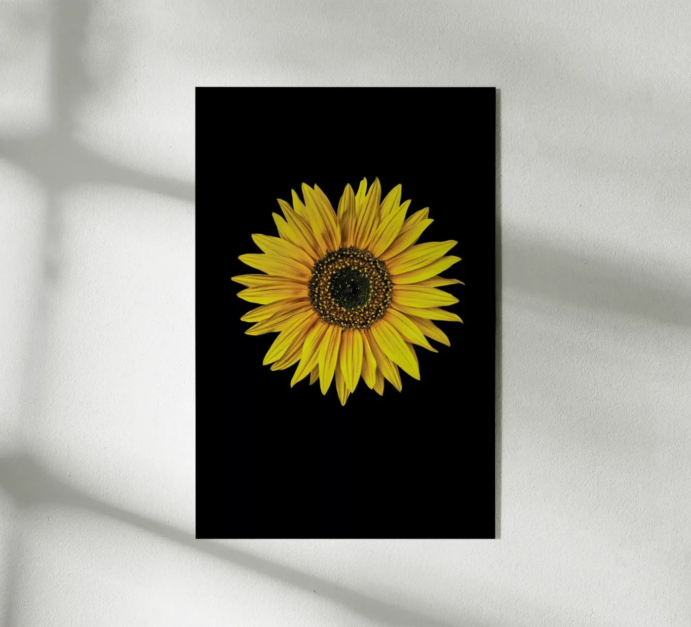 Sunflower plexiglas de Curious Collections by Marielle Leenders