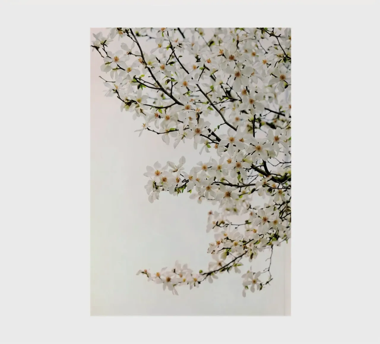 Magnolia White notebook by Curious Collections by Marielle Leenders