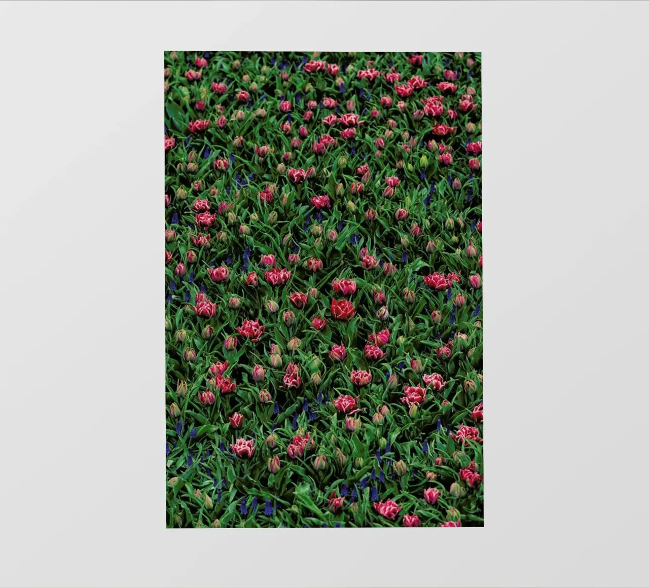 Tulip Field Pink pellicola backlit da Curious Collections by Marielle Leenders