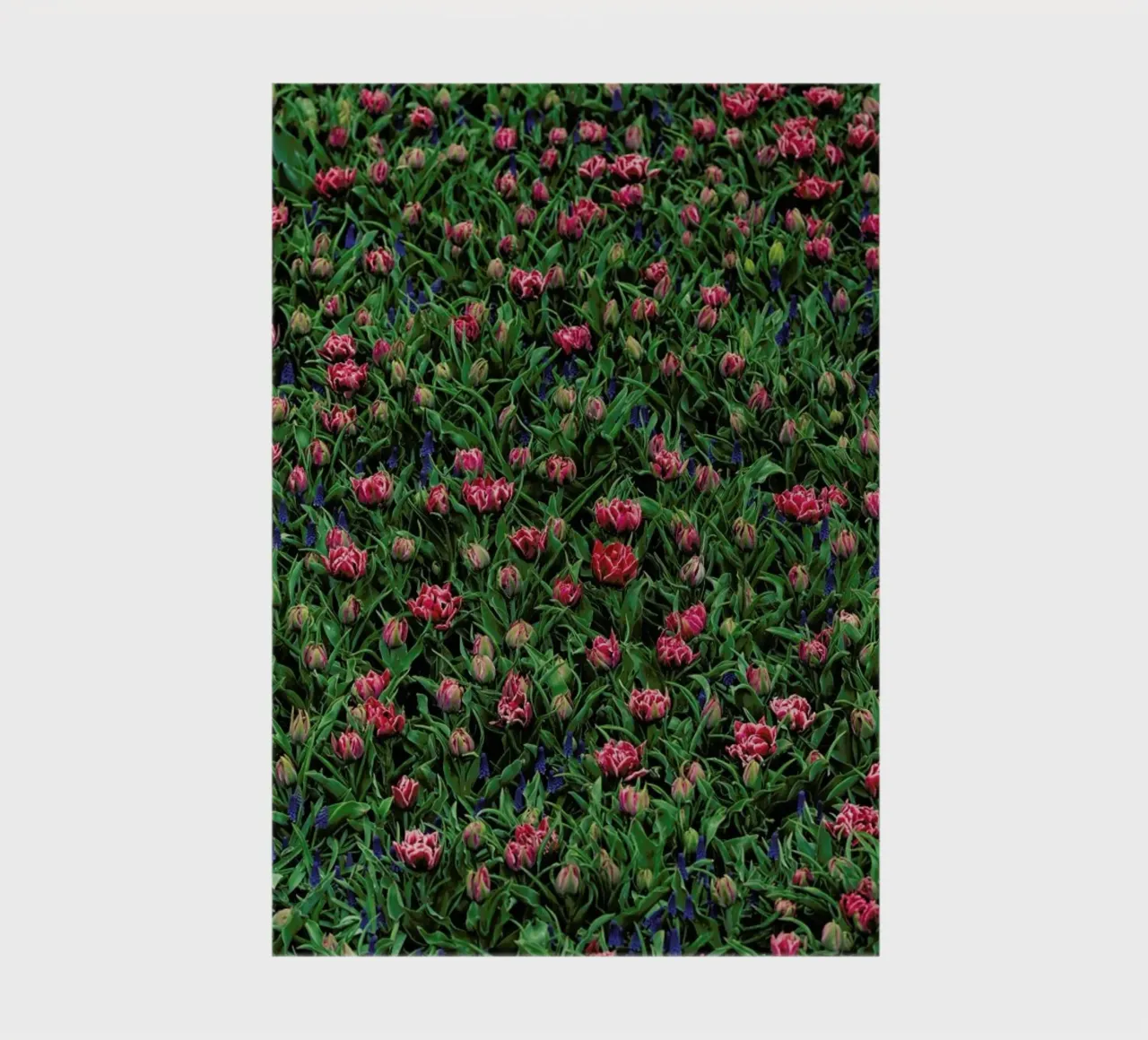 Tulip Field Pink notebook by Curious Collections by Marielle Leenders