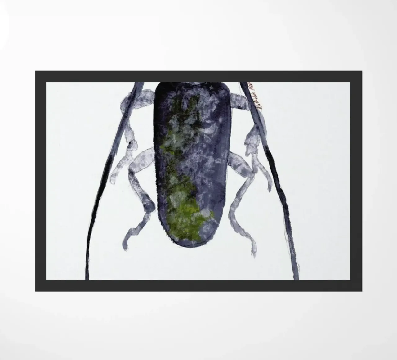 Jack The Beetle zerbino da Nathys_illustration