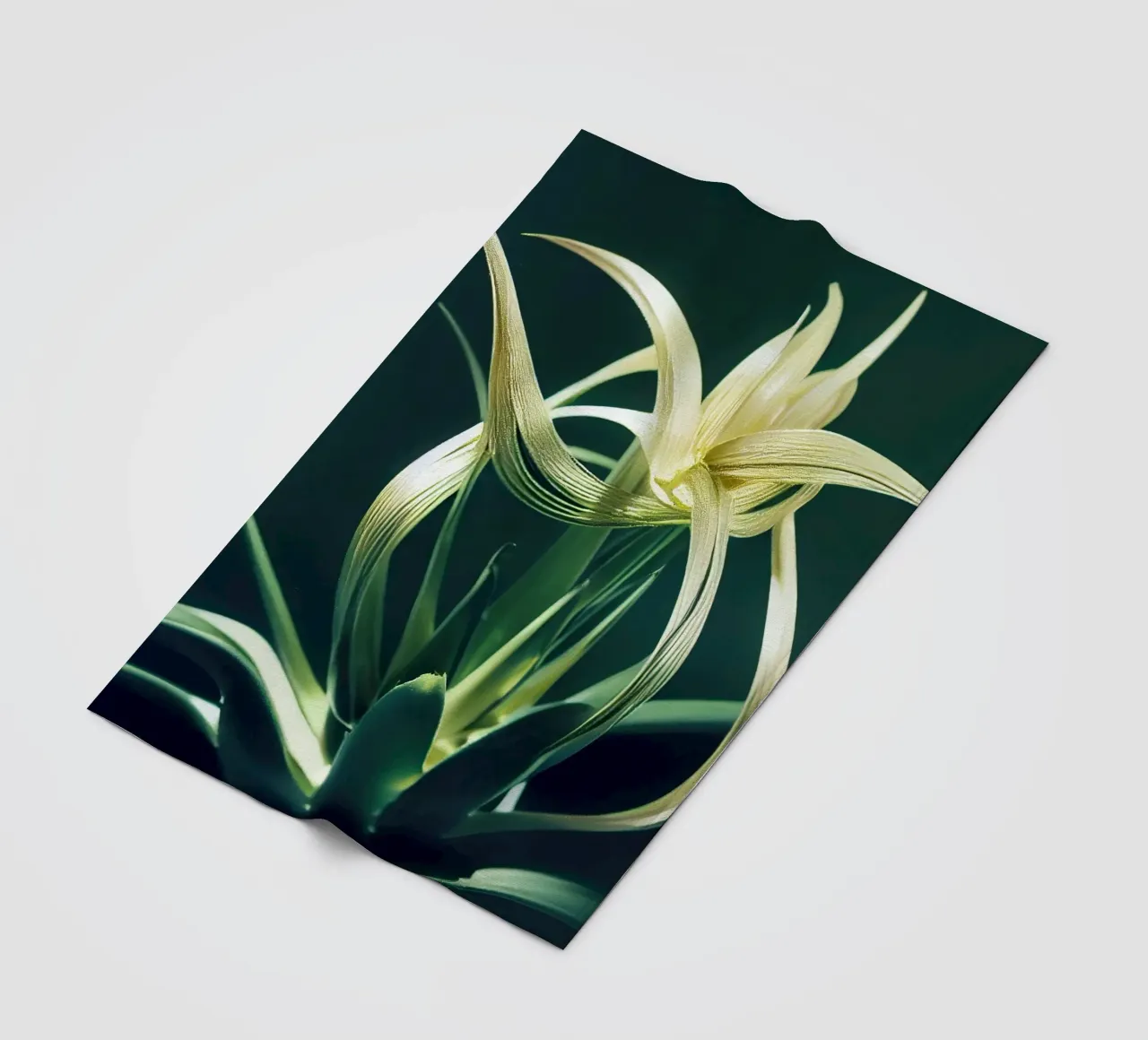 Macro fiore di Aloe Vera coperta in pile da Bold Blooms
