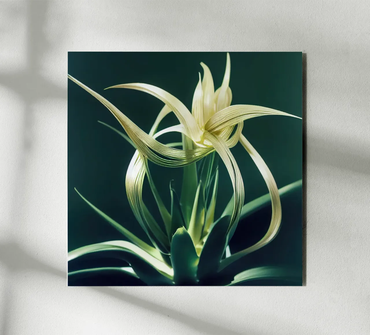 Macro fiore di Aloe Vera alluminio dibond da Bold Blooms