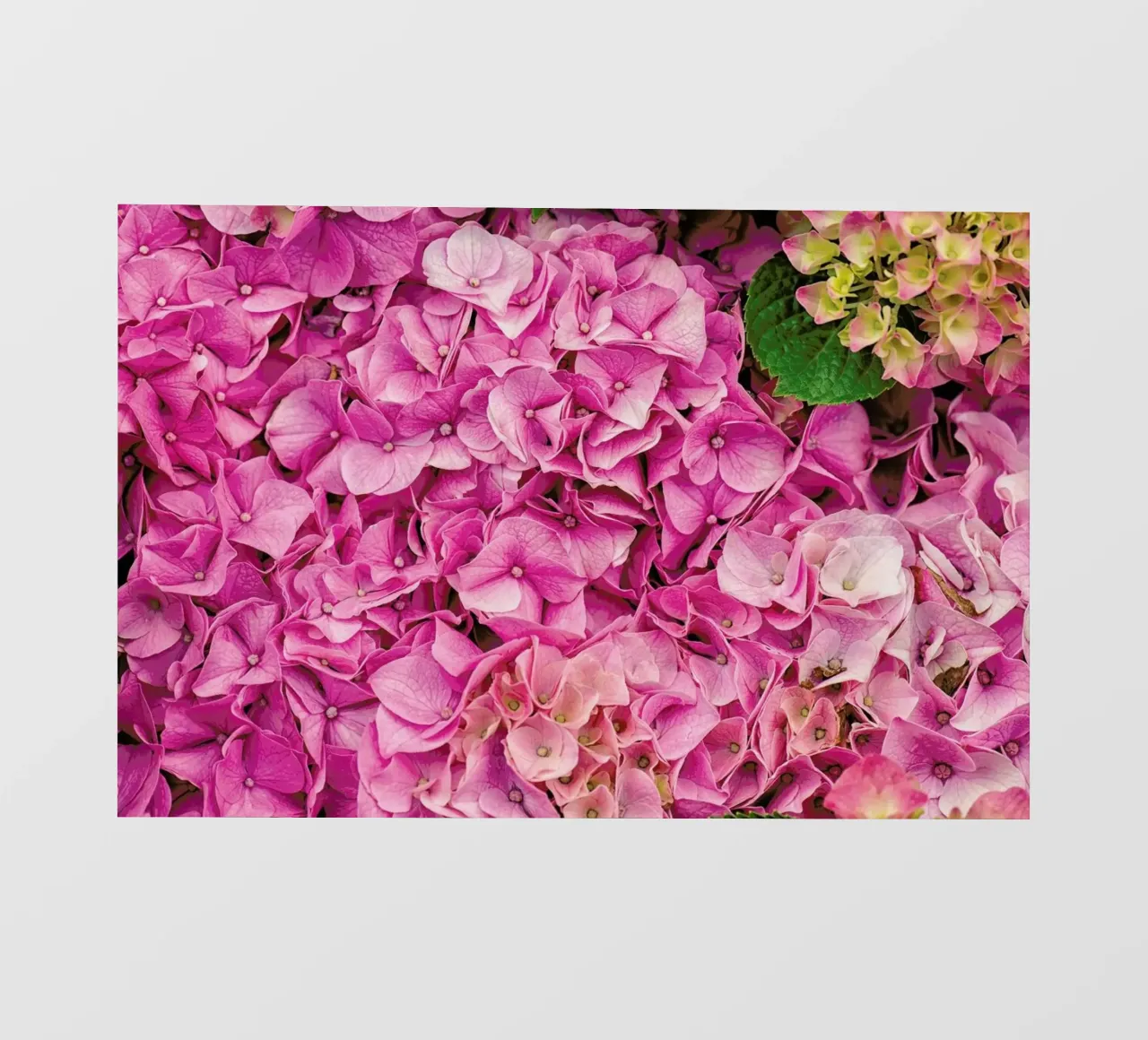 Hortensia Pink pellicola backlit da Curious Collections by Marielle Leenders