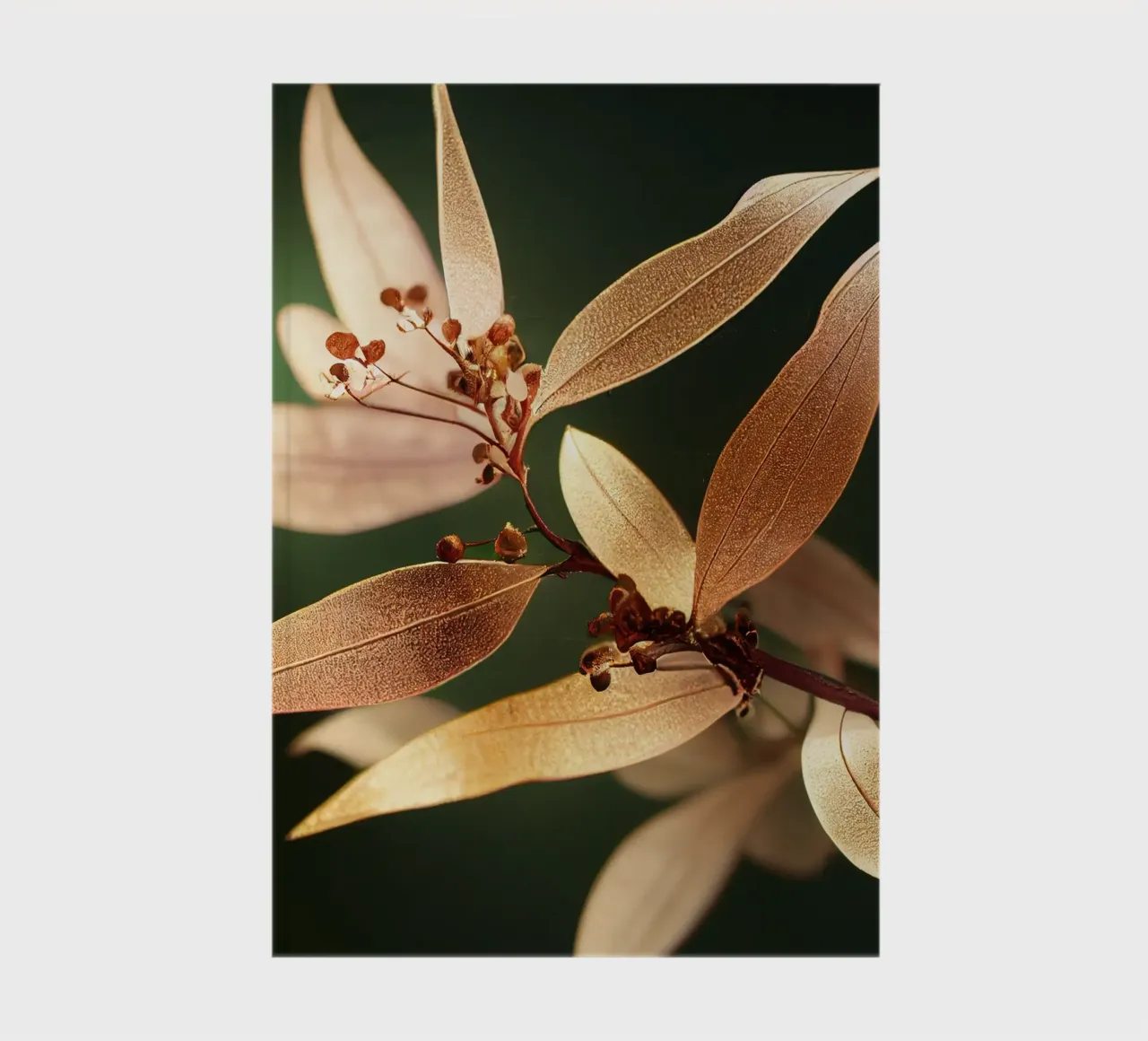 Macro Fiore di mirto comune diario da Bold Blooms