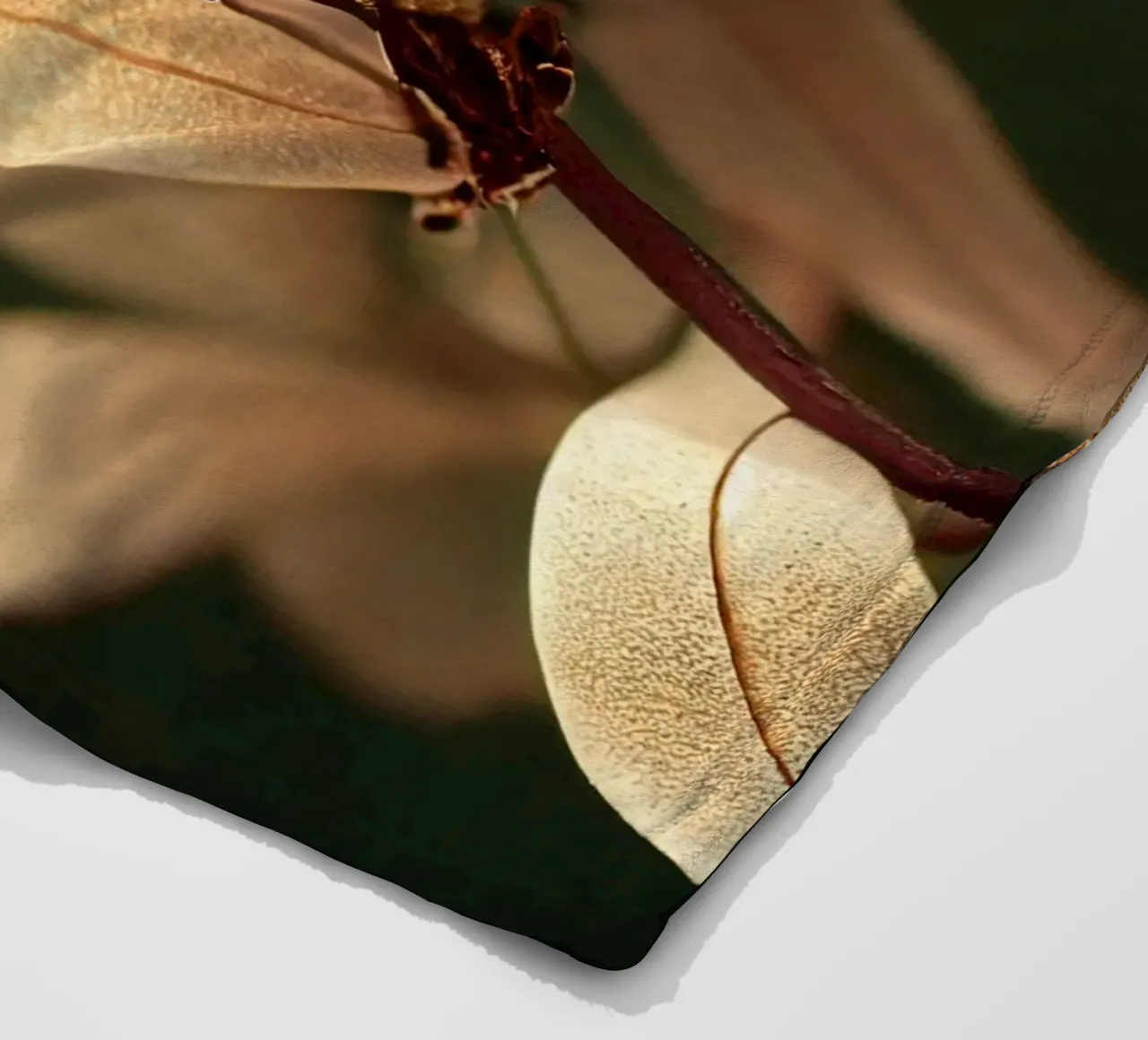Macro Fiore di mirto comune coperta in pile da Bold Blooms