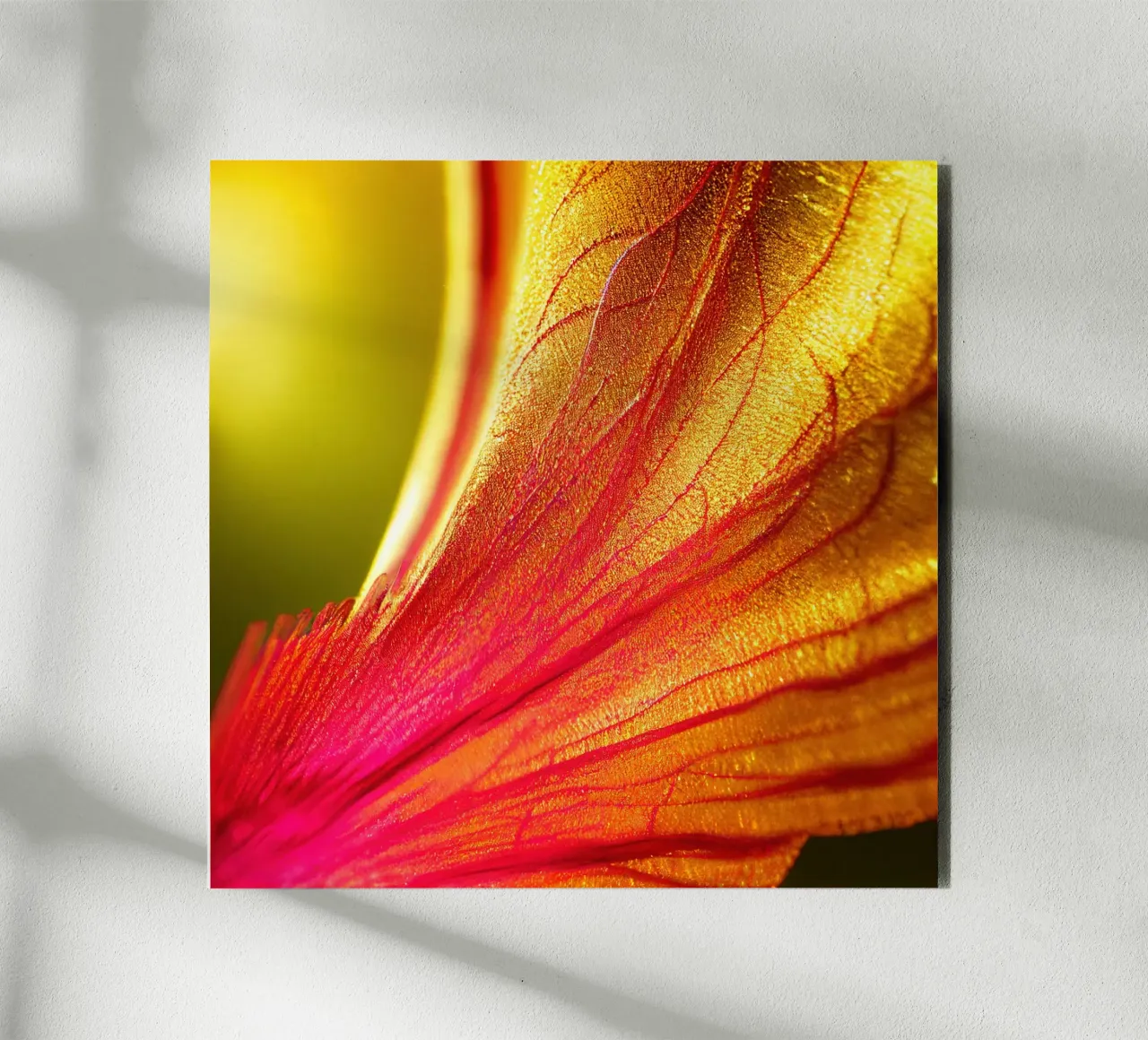 Macro Delonix Regia Flower alluminio dibond da Bold Blooms