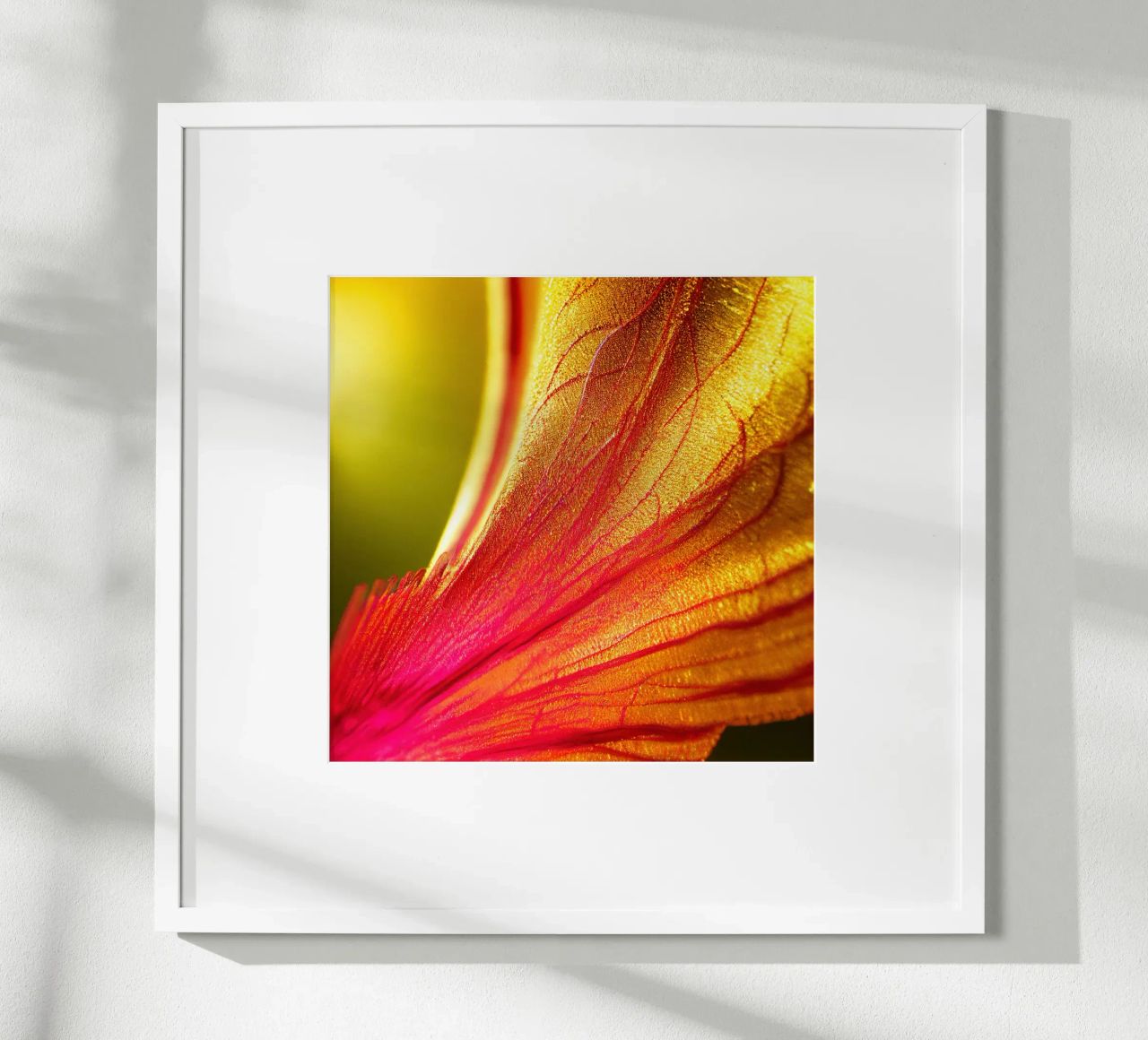 Macro Delonix Regia Flower carta hahnemühle da Bold Blooms