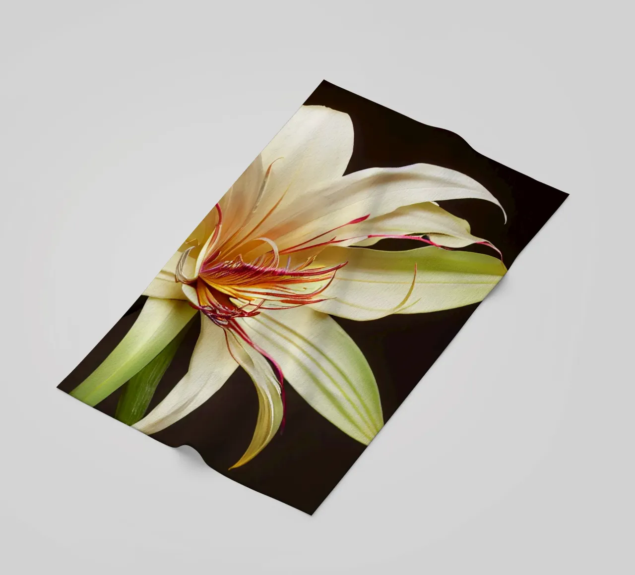 Macro Grande fiore di giglio crinum telo mare da Bold Blooms
