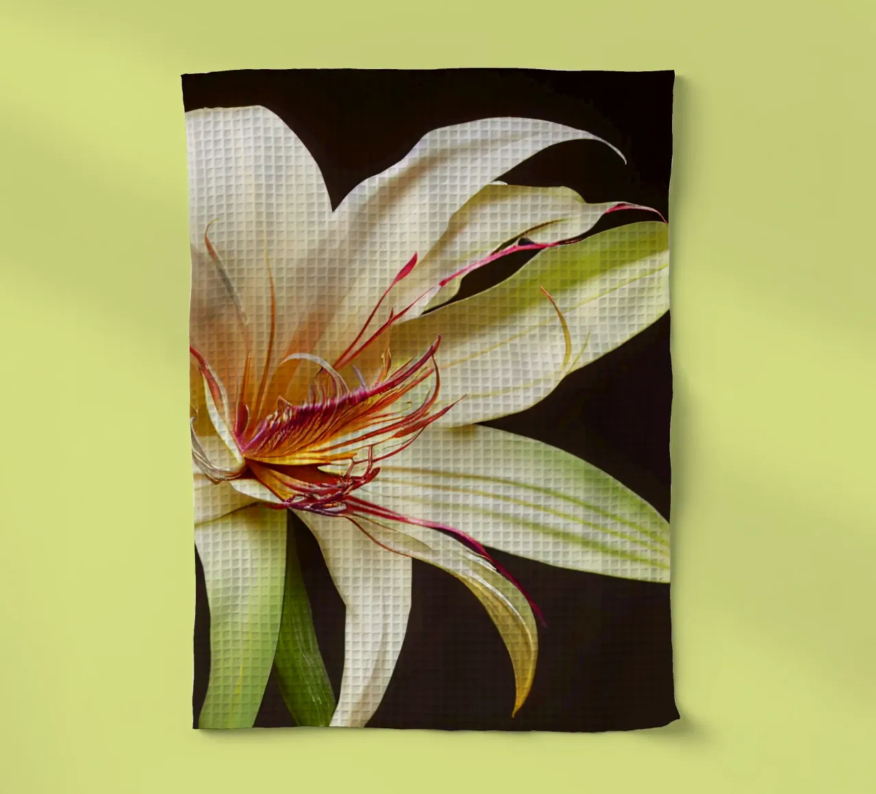 Macro Grande fiore di giglio crinum canovaccio da cucina da Bold Blooms