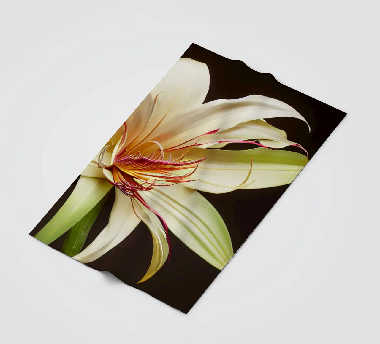 Macro Grande fiore di giglio crinum coperta in pile da Bold Blooms