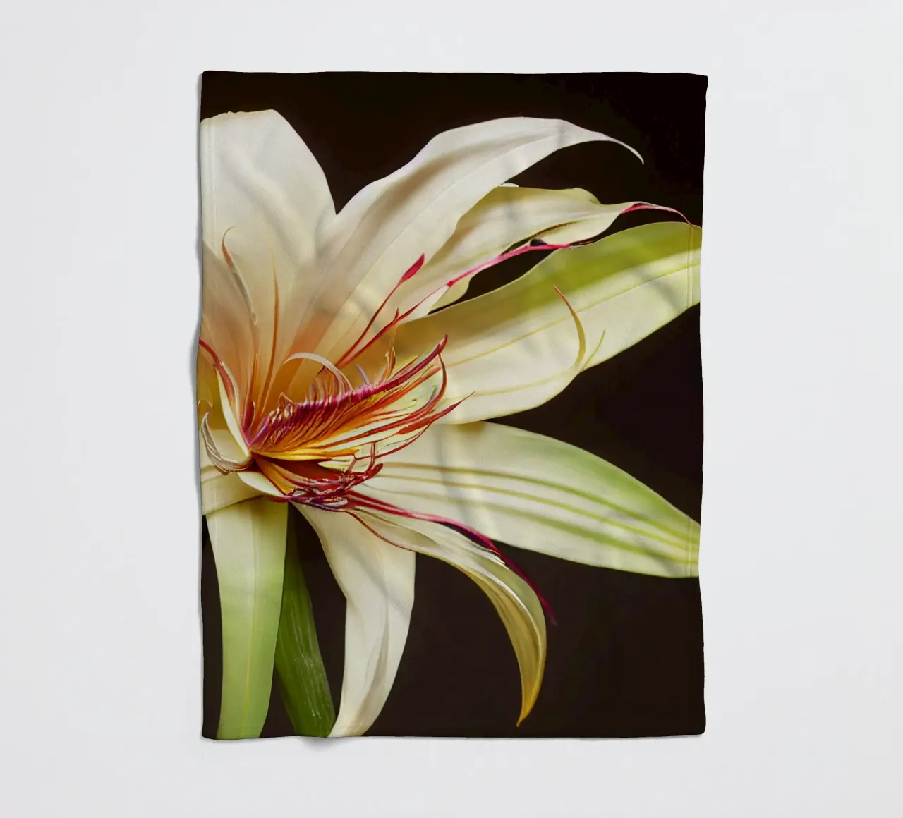 Macro Grande fiore di giglio crinum coperta in pile da Bold Blooms