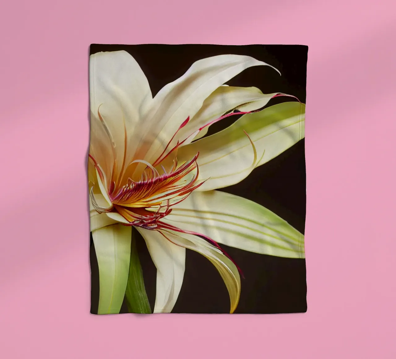 Macro Grande fiore di giglio crinum coperta in pile da Bold Blooms