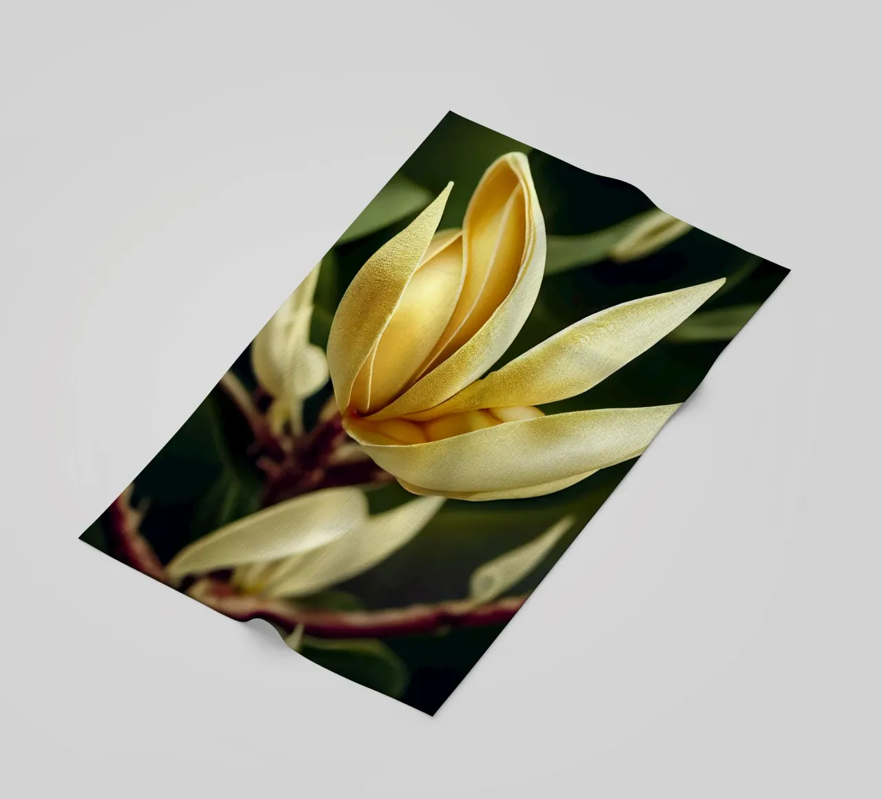 Macro Magnolia Flower telo mare da Bold Blooms