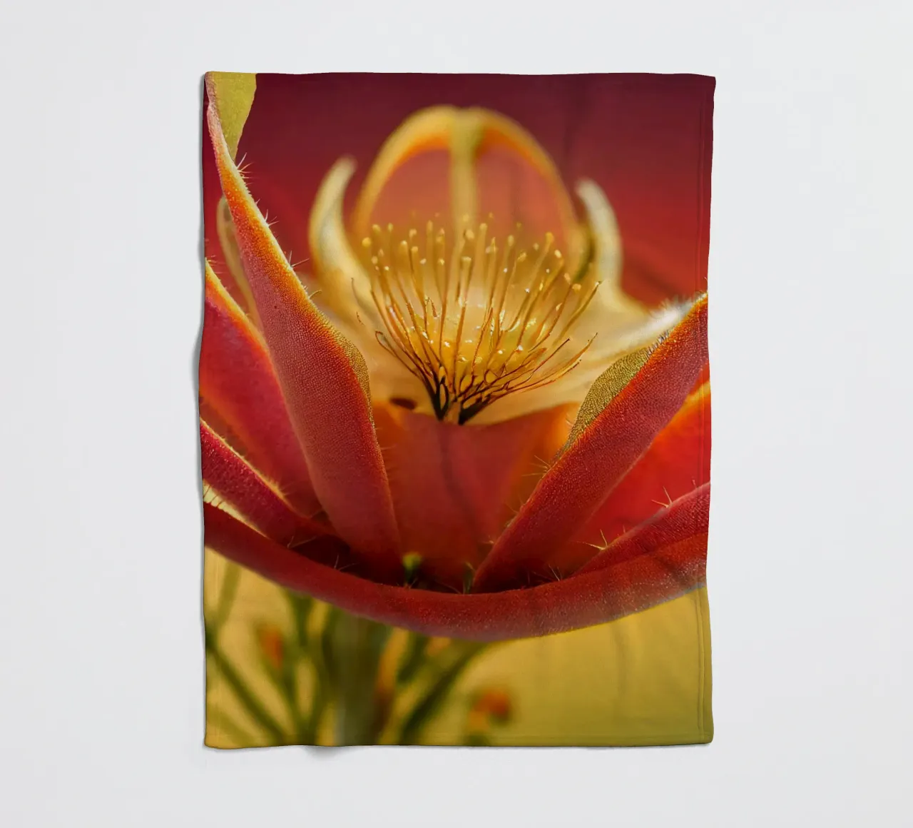 Macro fiore di papavero d'India messicano coperta in pile da Bold Blooms