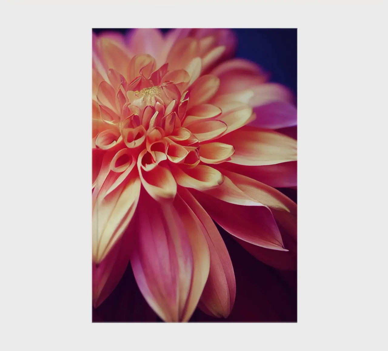 Macro Orange & Pink Dahlia Flower notebook by Bold Blooms
