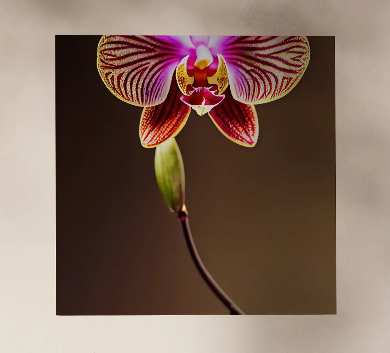 Macro fiore di orchidea pellicola backlit da Bold Blooms