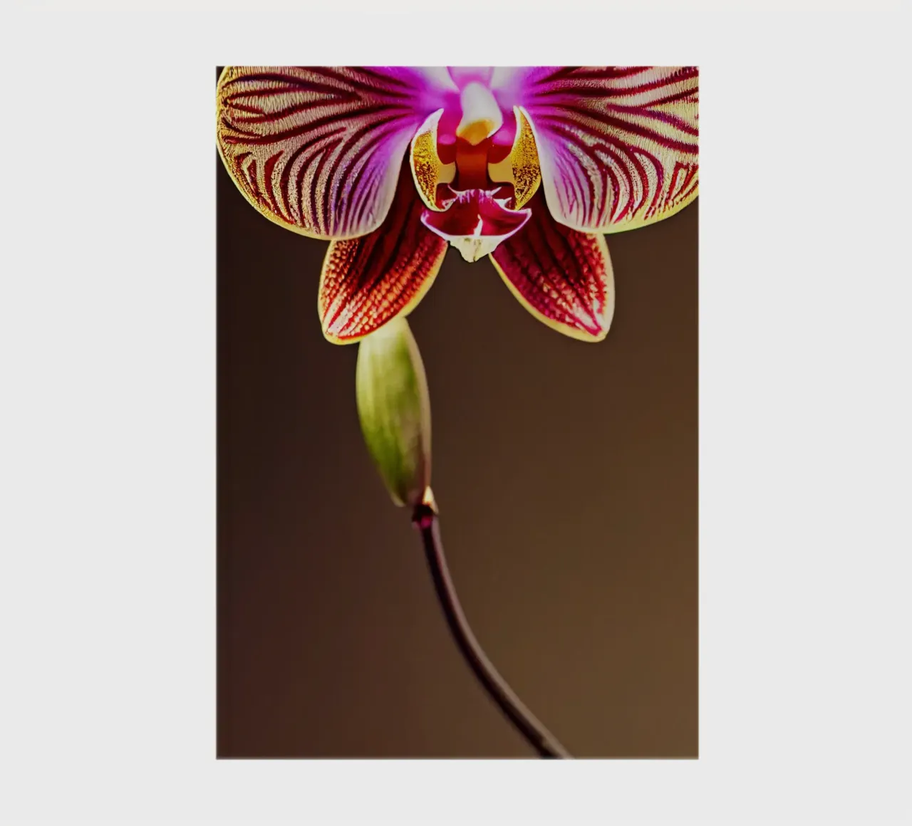 Macro fiore di orchidea diario da Bold Blooms