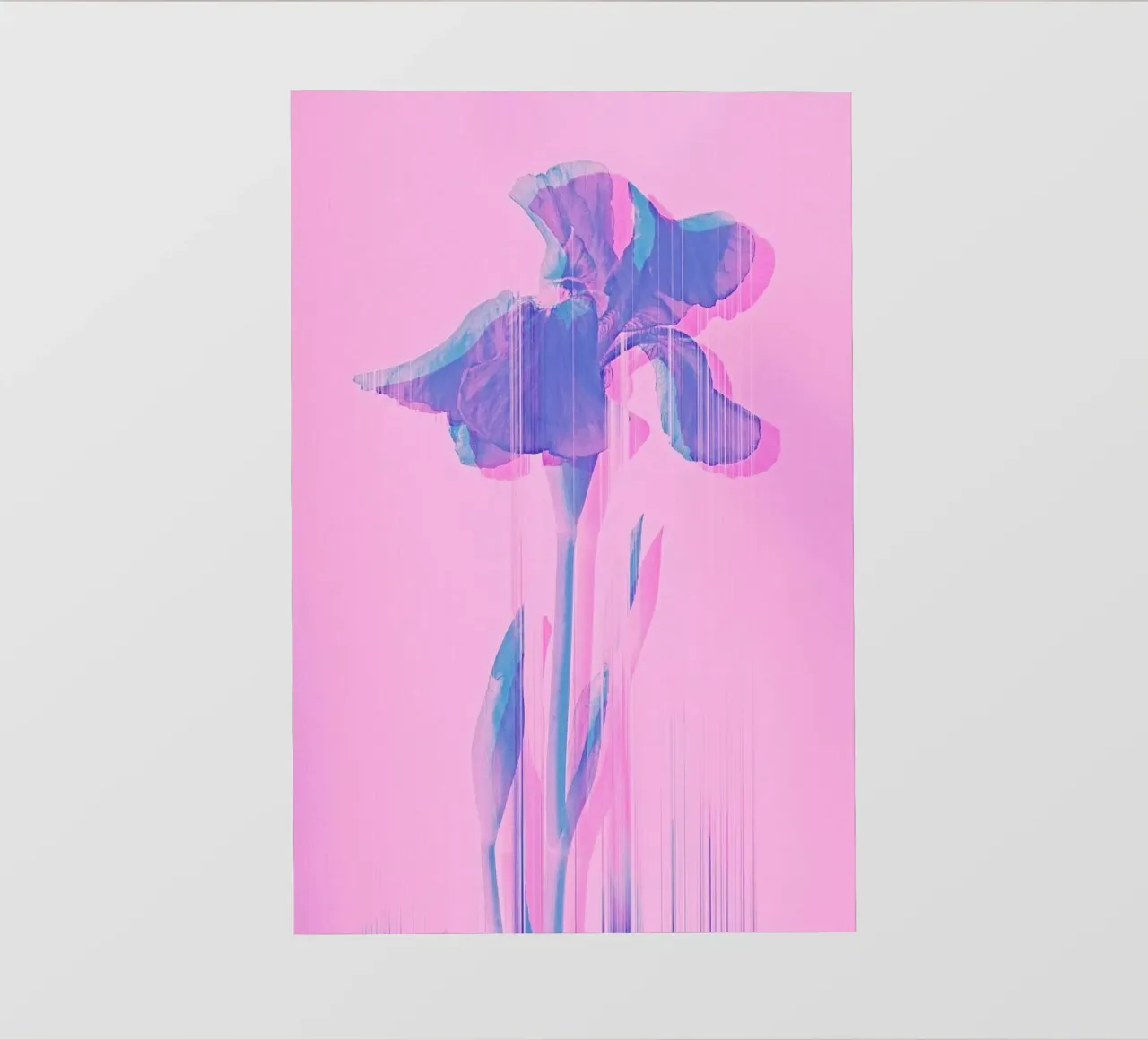 Glitcherd Iris on Pink pellicola backlit da cafelab