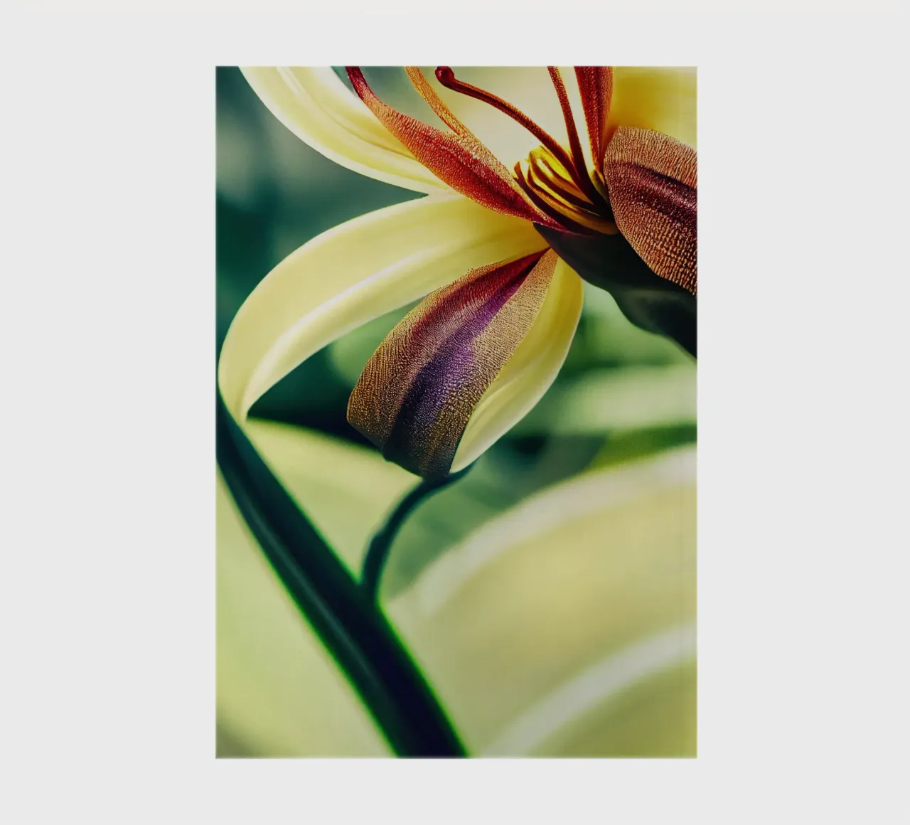Macro Siroi Lily Flower notebook by Bold Blooms