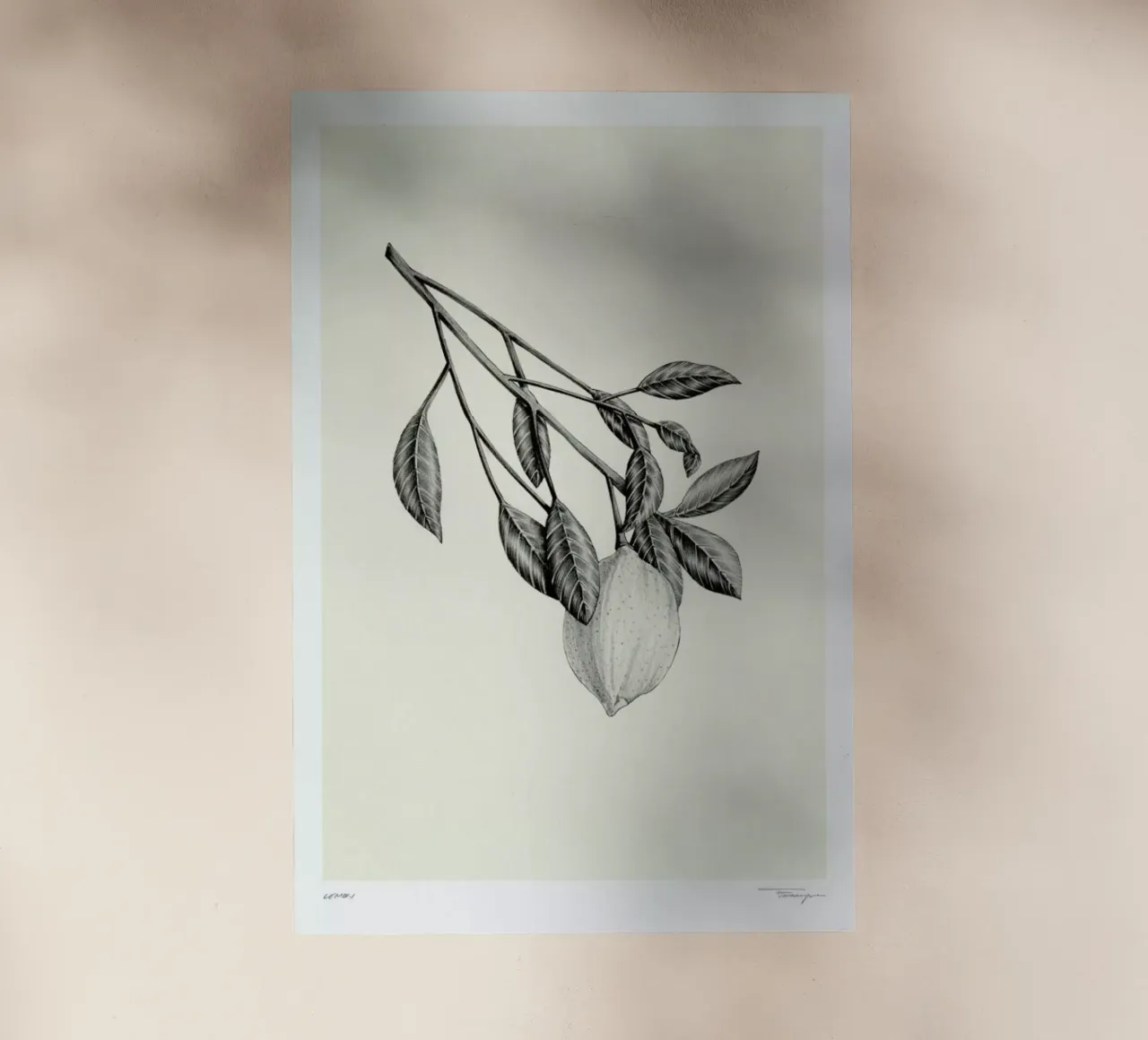 Lemon pellicola backlit da Faunesque