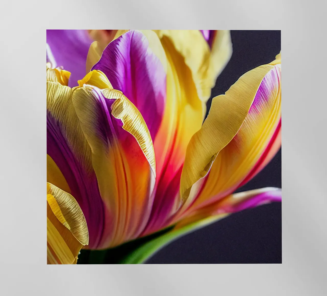 Macro fiore di tulipano pellicola backlit da Bold Blooms