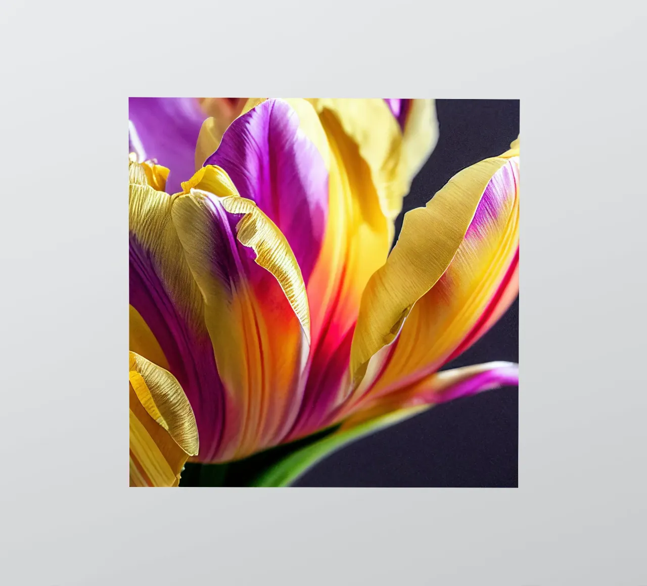 Macro fiore di tulipano adesivo da Bold Blooms