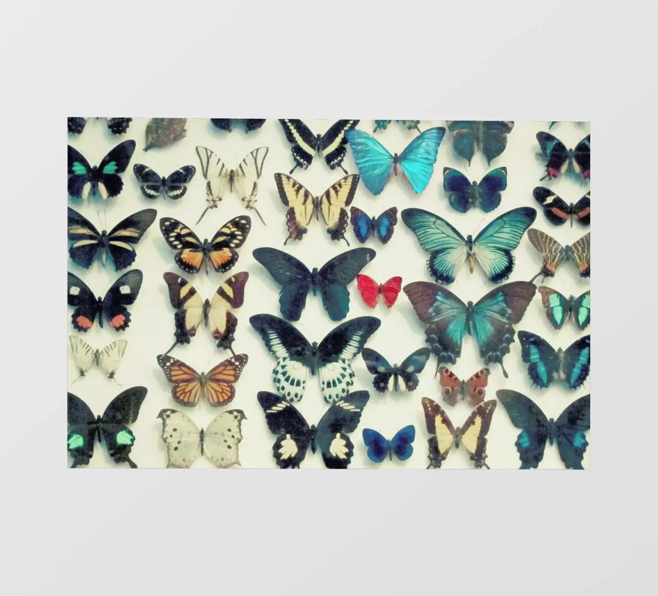 Ali pellicola backlit da Cassia Beck Photography