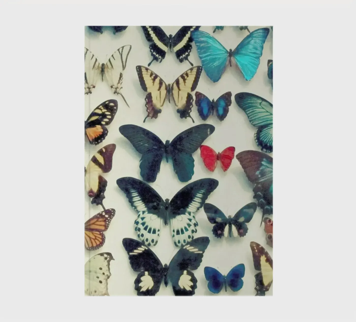 Wings notebook by Cassia Beck Photography