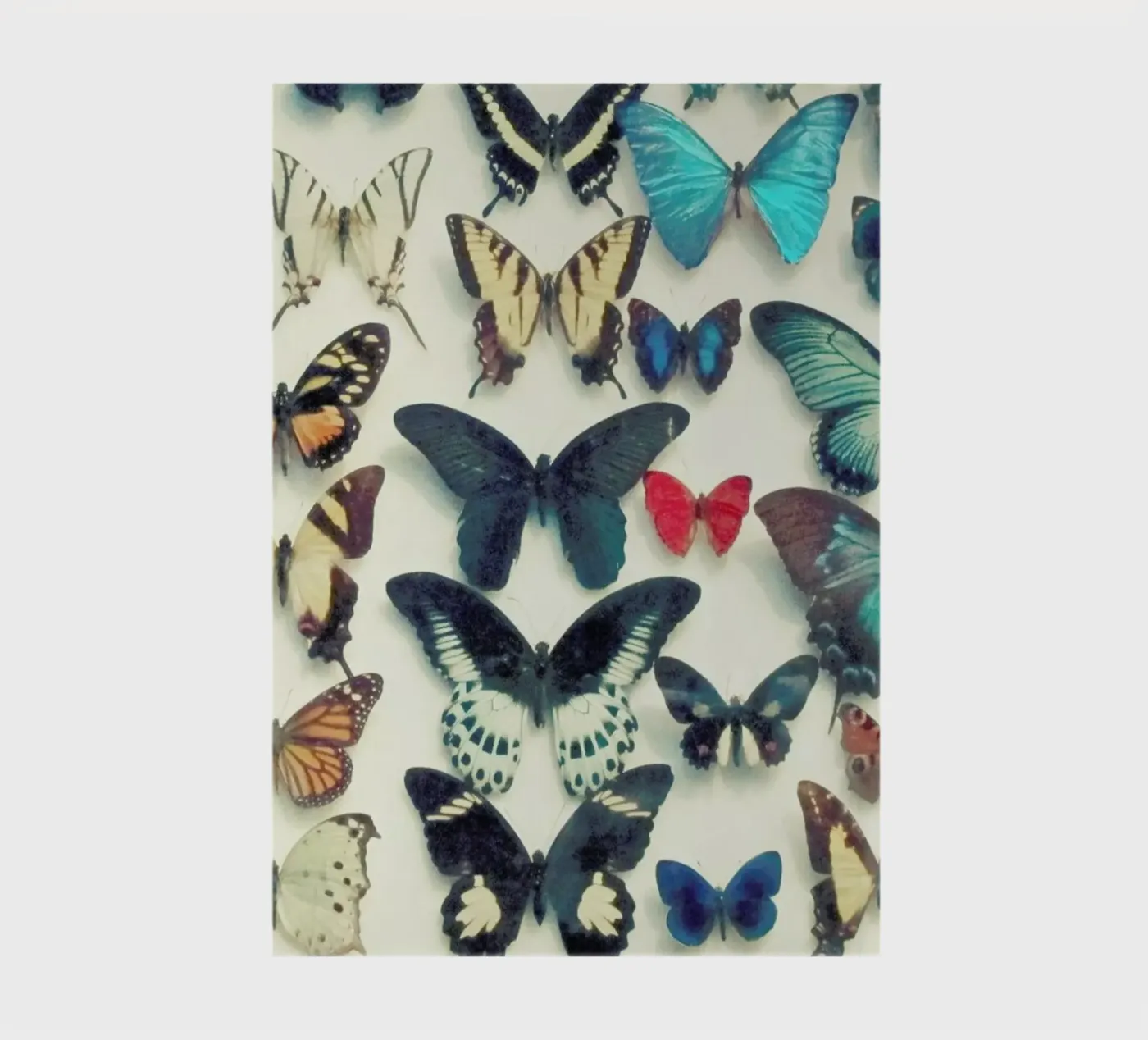 Wings notebook by Cassia Beck Photography