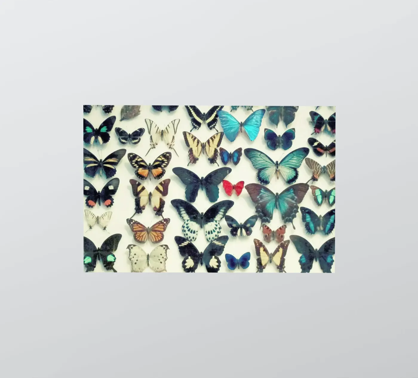 Wings sticker by Cassia Beck Photography