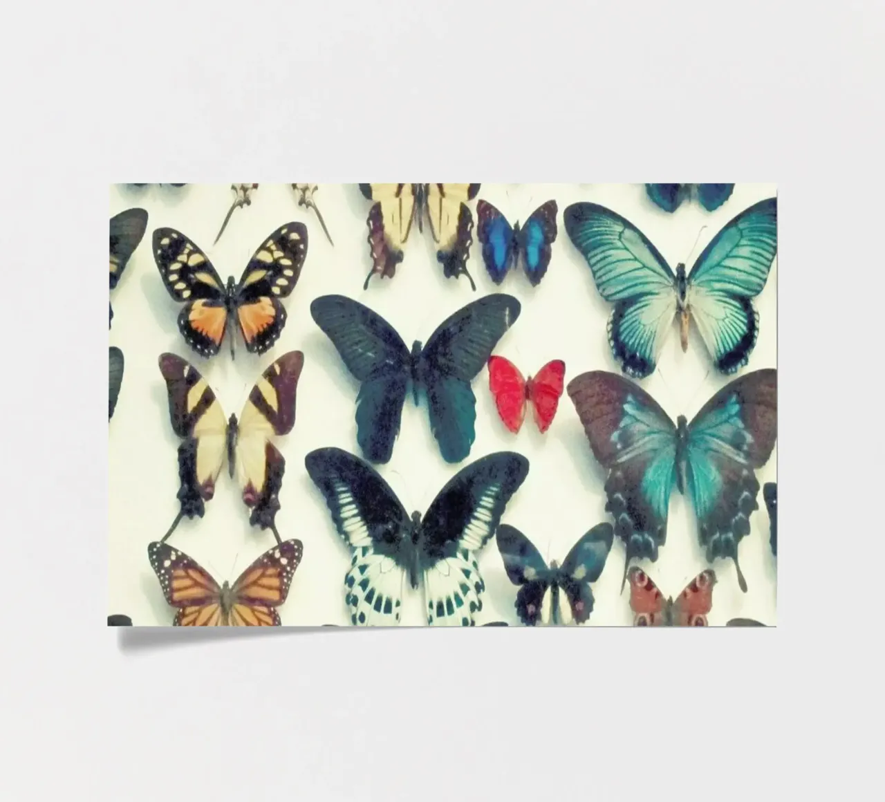 Wings sticker sheet by Cassia Beck Photography