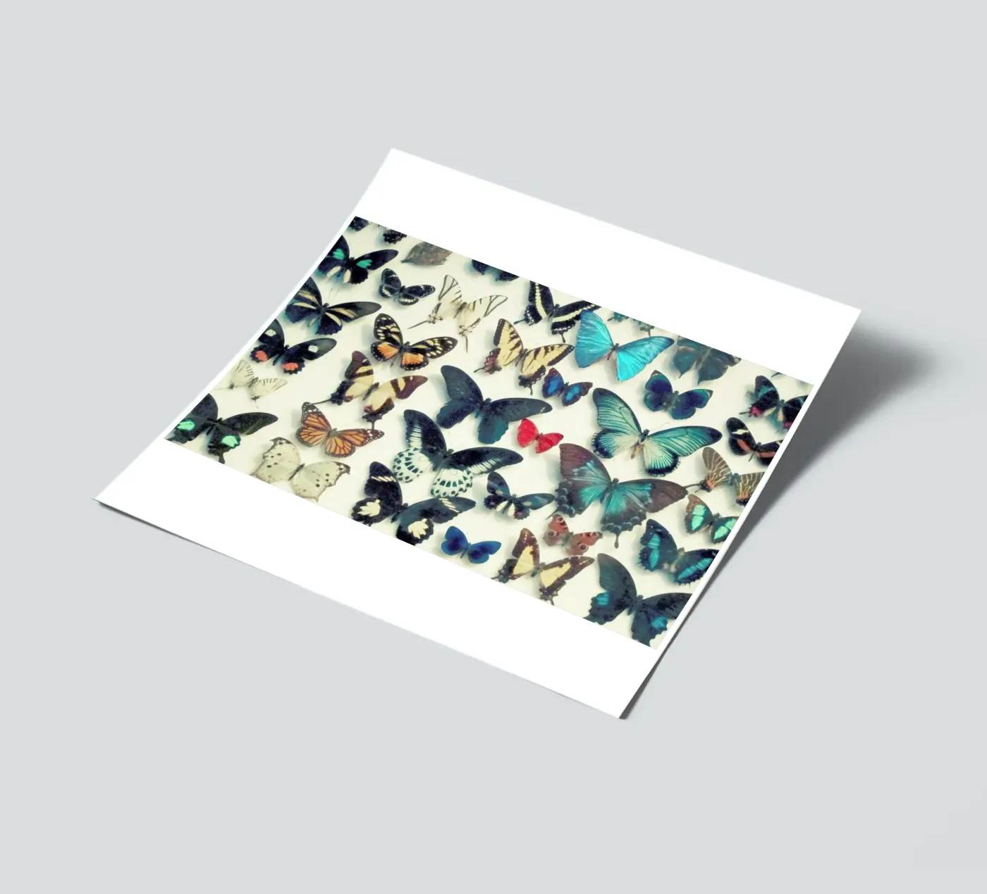 Flügel Stickerbogen von Cassia Beck Photography