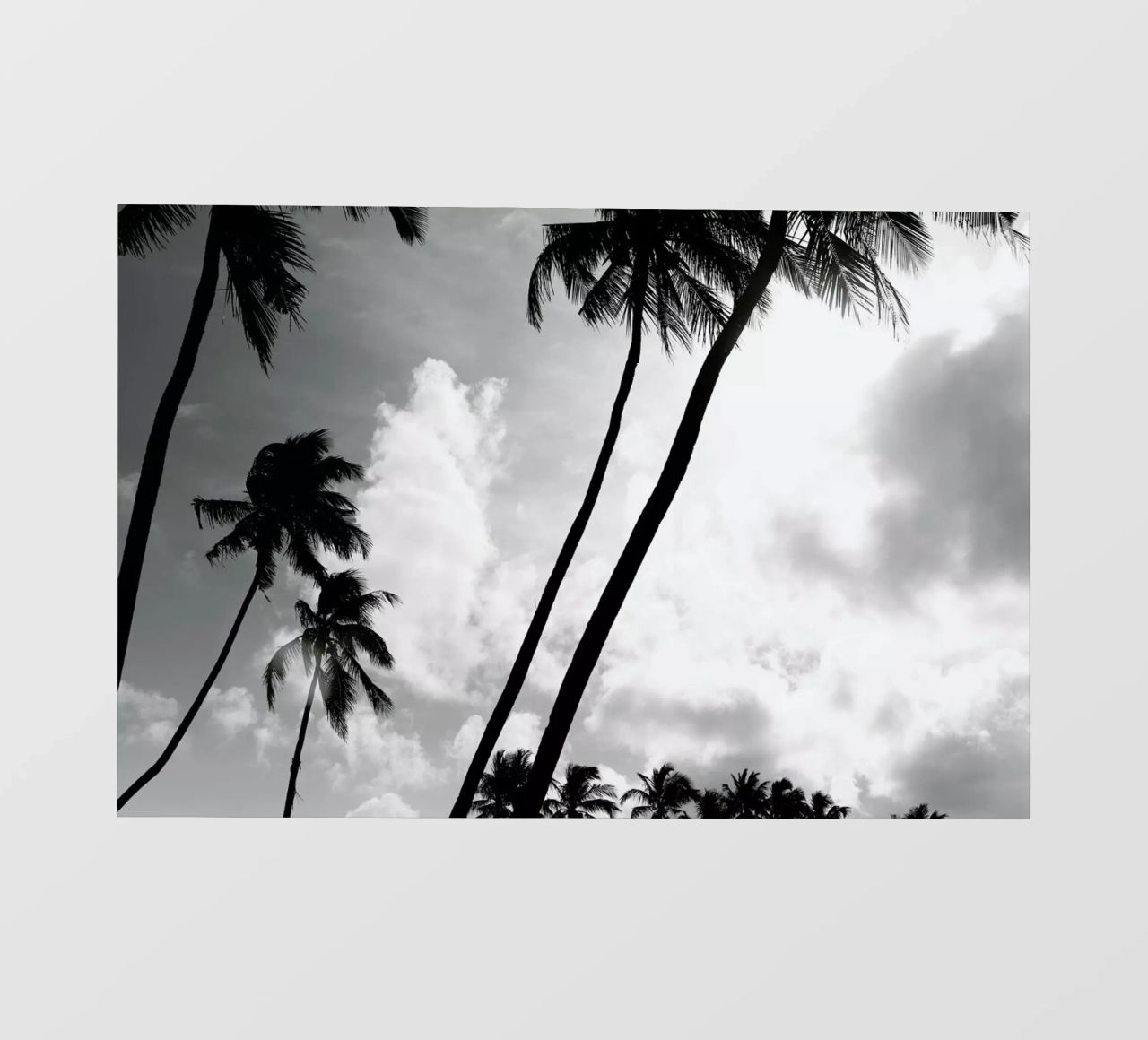 Coco Island 2 pellicola backlit da Shot By Clint