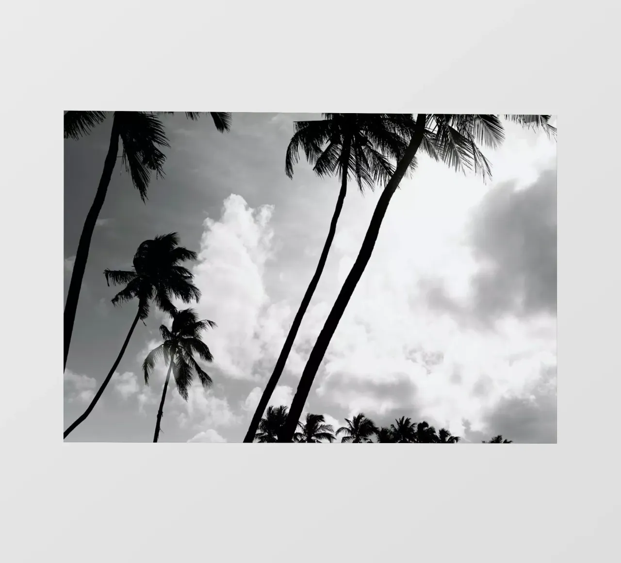 Coco Island 2 pellicola backlit da Shot By Clint