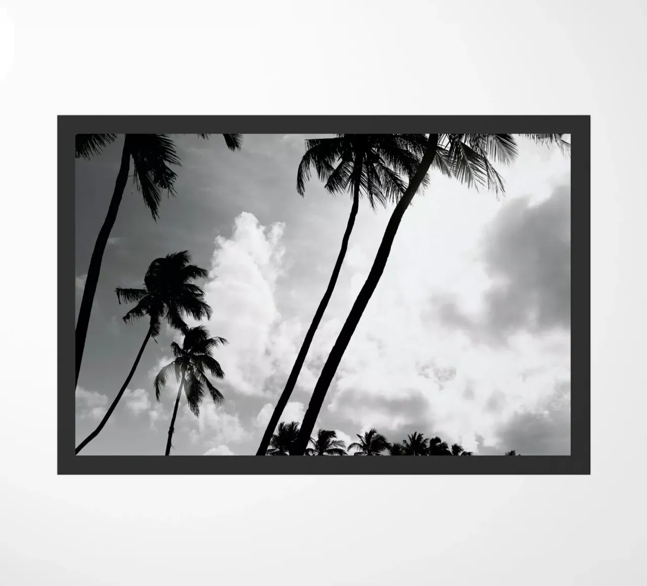 Coco Island 2 zerbino da Shot By Clint