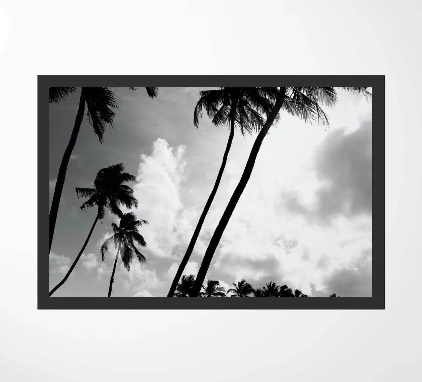 Coco Island 2 zerbino da Shot By Clint