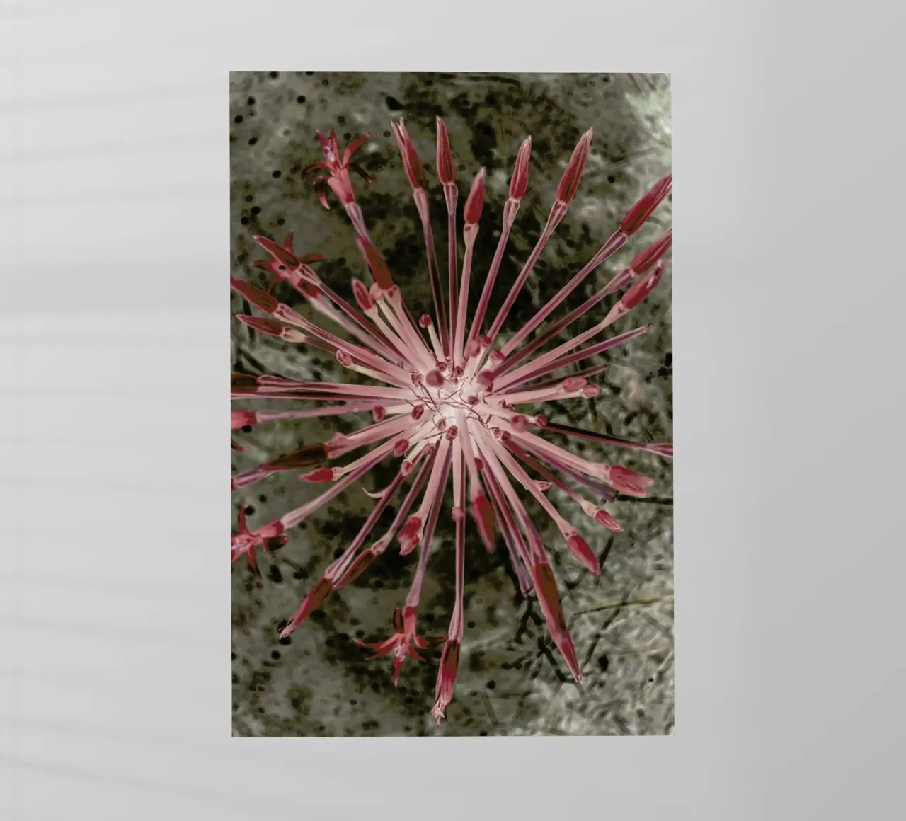 Fire Lilly pellicola backlit da Shot By Clint