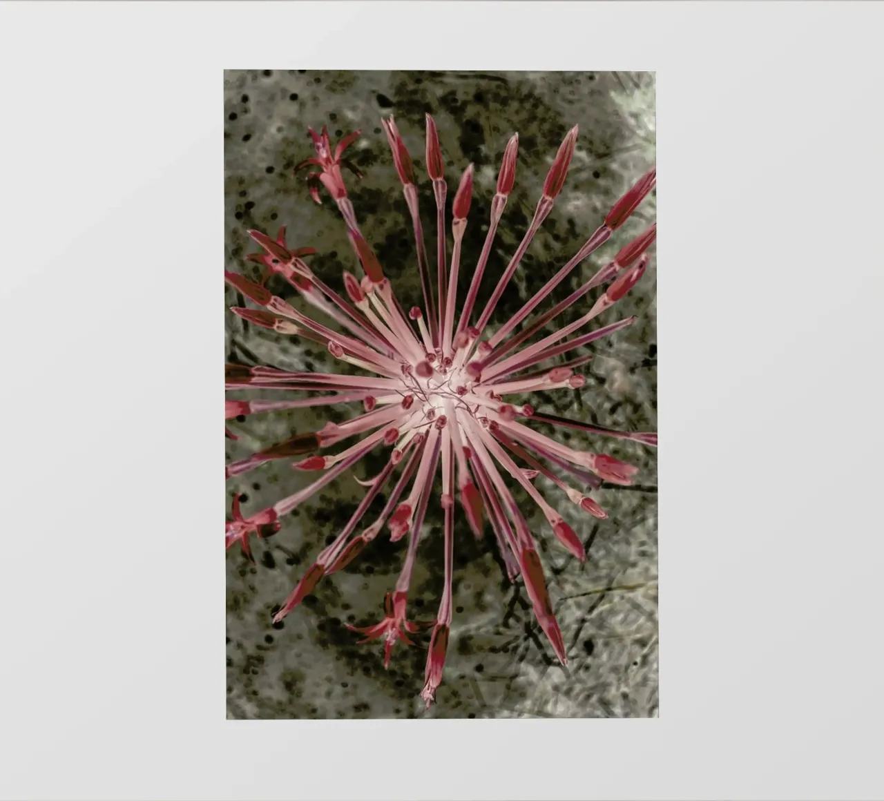 Fire Lilly pellicola backlit da Shot By Clint