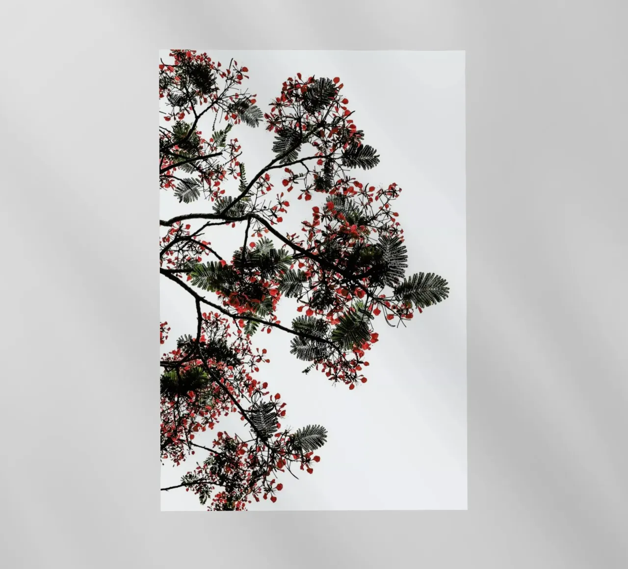 Flamboyant pellicola backlit da Shot By Clint