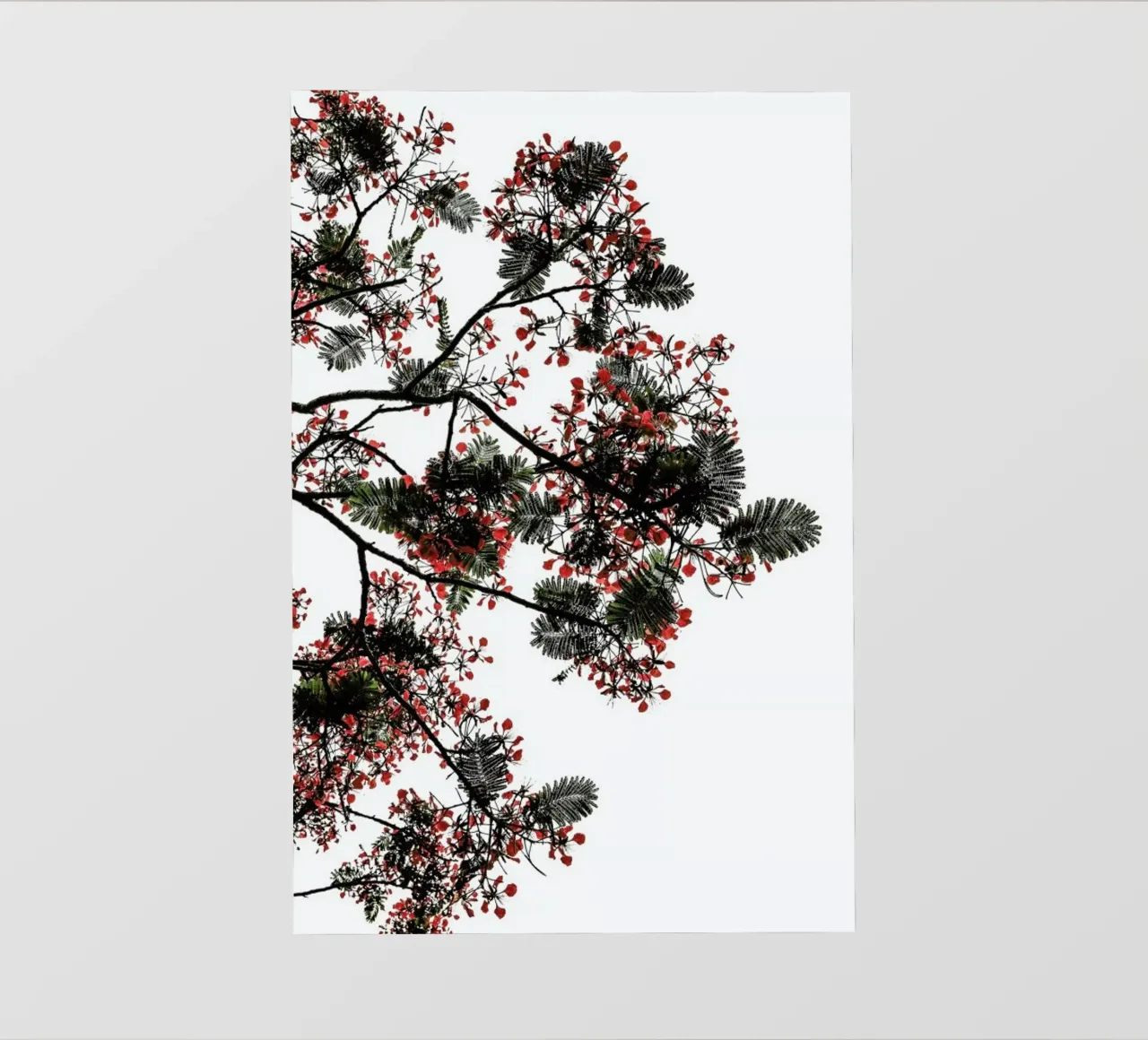 Flamboyant pellicola backlit da Shot By Clint