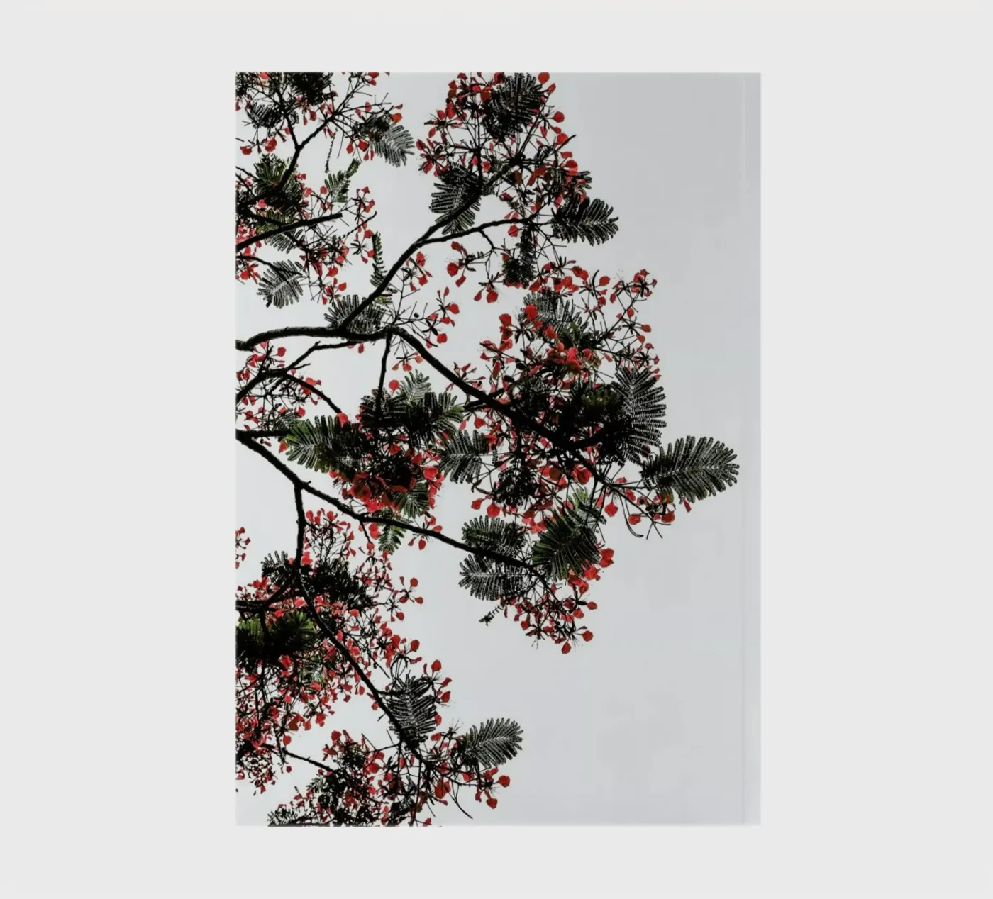 Flamboyant notebook by Shot By Clint