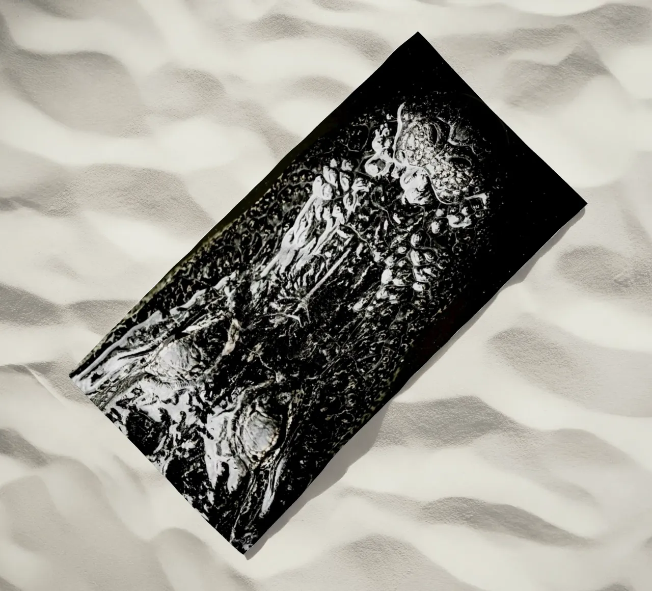 Gator telo mare da Shot By Clint