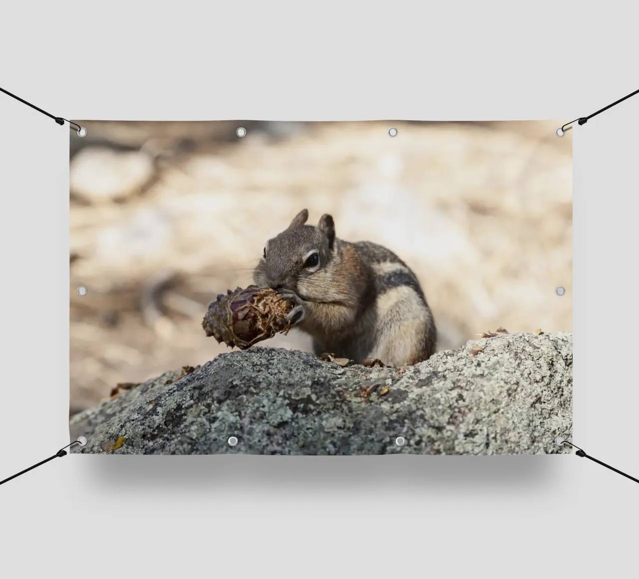 Squirrel telo in pvc da Barbara Buderath Fotodesign