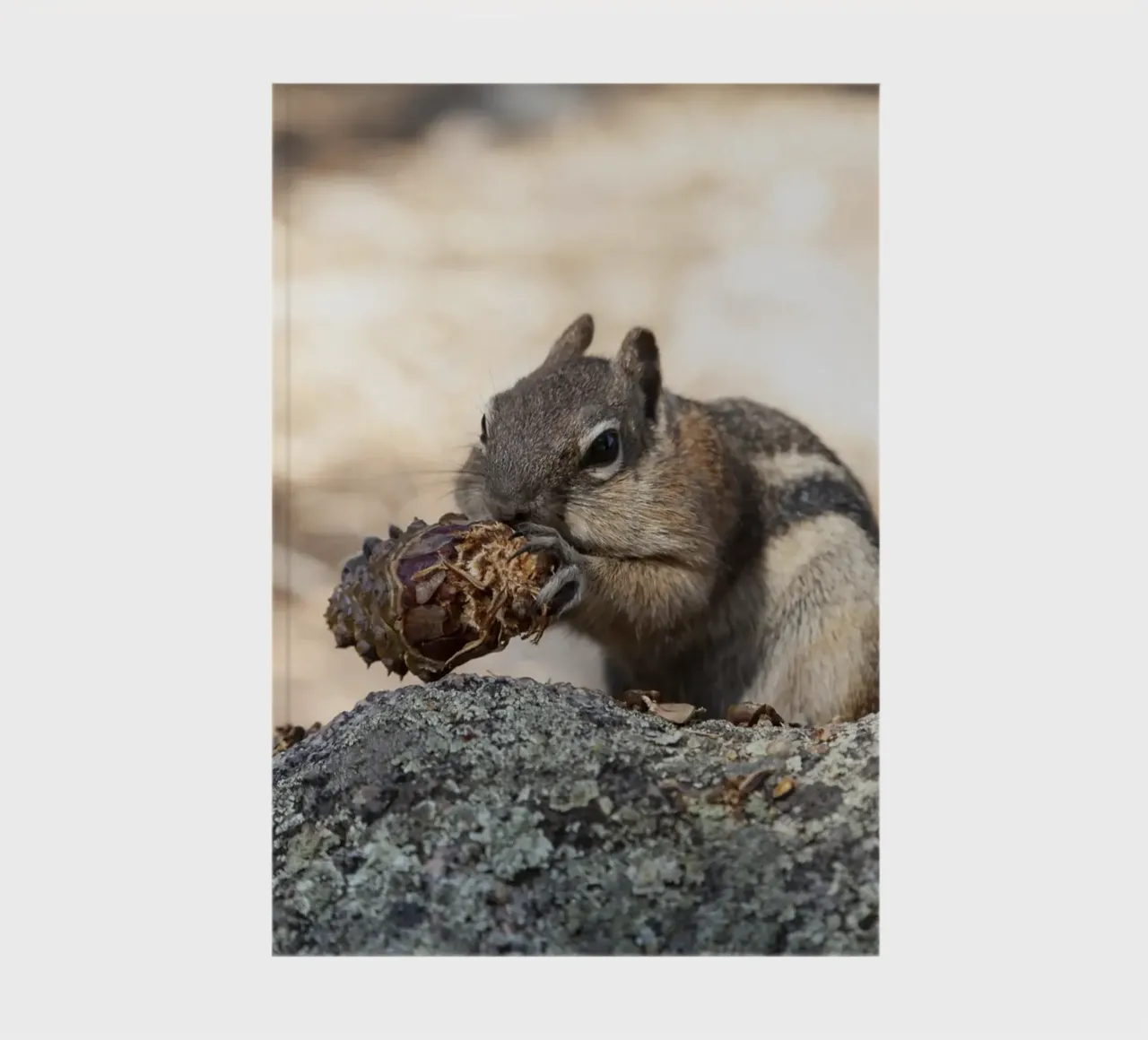 Squirrel notebook by Barbara Buderath Fotodesign
